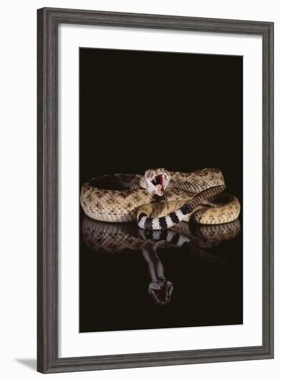 Western Diamondback Rattlesnake-DLILLC-Framed Photographic Print