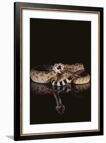 Western Diamondback Rattlesnake-DLILLC-Framed Photographic Print