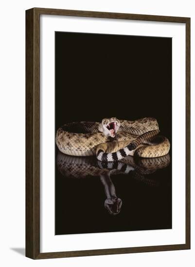 Western Diamondback Rattlesnake-DLILLC-Framed Photographic Print