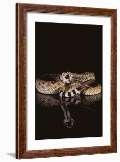 Western Diamondback Rattlesnake-DLILLC-Framed Photographic Print