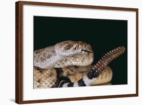 Western Diamondback Rattlesnake-DLILLC-Framed Photographic Print