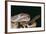 Western Diamondback Rattlesnake-DLILLC-Framed Photographic Print