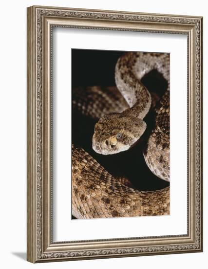 Western Diamondback Rattlesnake-DLILLC-Framed Photographic Print