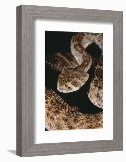 Western Diamondback Rattlesnake-DLILLC-Framed Photographic Print