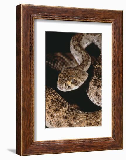 Western Diamondback Rattlesnake-DLILLC-Framed Photographic Print