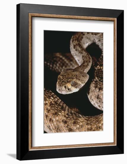 Western Diamondback Rattlesnake-DLILLC-Framed Photographic Print