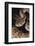 Western Diamondback Rattlesnake-DLILLC-Framed Photographic Print