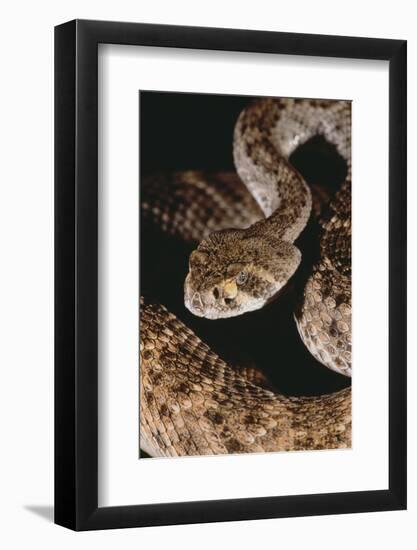 Western Diamondback Rattlesnake-DLILLC-Framed Photographic Print