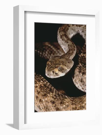 Western Diamondback Rattlesnake-DLILLC-Framed Photographic Print