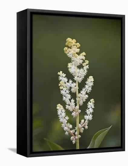 Western False Solomon's Seal (Maianthemum Racemosum), Glacier Nat'l Park, Montana, USA-James Hager-Framed Premier Image Canvas