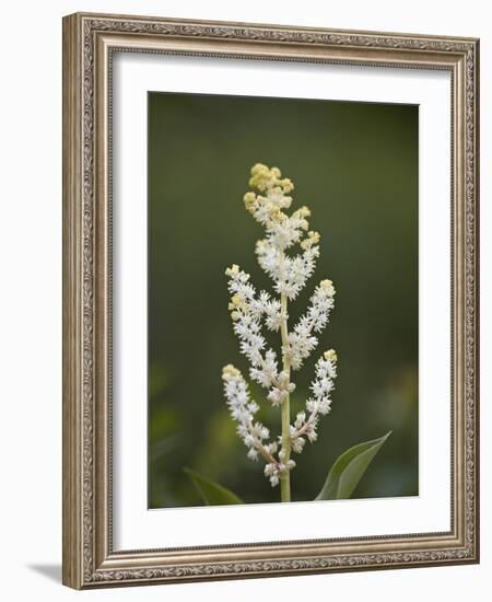 Western False Solomon's Seal (Maianthemum Racemosum), Glacier Nat'l Park, Montana, USA-James Hager-Framed Photographic Print