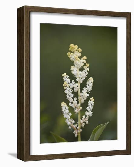 Western False Solomon's Seal (Maianthemum Racemosum), Glacier Nat'l Park, Montana, USA-James Hager-Framed Photographic Print