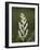 Western False Solomon's Seal (Maianthemum Racemosum), Glacier Nat'l Park, Montana, USA-James Hager-Framed Photographic Print