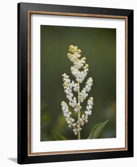 Western False Solomon's Seal (Maianthemum Racemosum), Glacier Nat'l Park, Montana, USA-James Hager-Framed Photographic Print