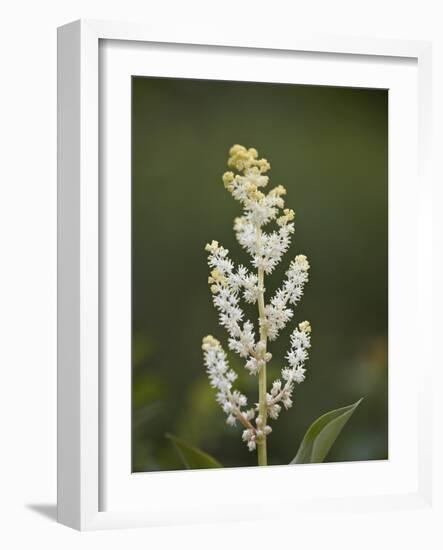 Western False Solomon's Seal (Maianthemum Racemosum), Glacier Nat'l Park, Montana, USA-James Hager-Framed Photographic Print