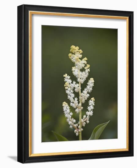 Western False Solomon's Seal (Maianthemum Racemosum), Glacier Nat'l Park, Montana, USA-James Hager-Framed Photographic Print