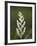 Western False Solomon's Seal (Maianthemum Racemosum), Glacier Nat'l Park, Montana, USA-James Hager-Framed Photographic Print