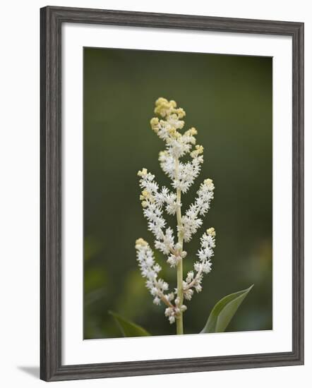 Western False Solomon's Seal (Maianthemum Racemosum), Glacier Nat'l Park, Montana, USA-James Hager-Framed Photographic Print