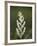 Western False Solomon's Seal (Maianthemum Racemosum), Glacier Nat'l Park, Montana, USA-James Hager-Framed Photographic Print