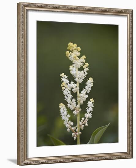 Western False Solomon's Seal (Maianthemum Racemosum), Glacier Nat'l Park, Montana, USA-James Hager-Framed Photographic Print