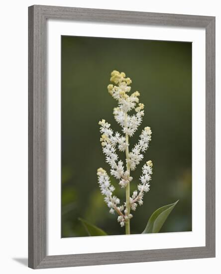 Western False Solomon's Seal (Maianthemum Racemosum), Glacier Nat'l Park, Montana, USA-James Hager-Framed Photographic Print