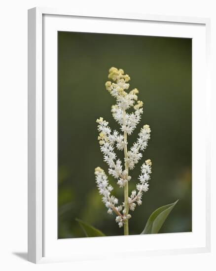 Western False Solomon's Seal (Maianthemum Racemosum), Glacier Nat'l Park, Montana, USA-James Hager-Framed Photographic Print