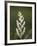 Western False Solomon's Seal (Maianthemum Racemosum), Glacier Nat'l Park, Montana, USA-James Hager-Framed Photographic Print