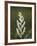 Western False Solomon's Seal (Maianthemum Racemosum), Glacier Nat'l Park, Montana, USA-James Hager-Framed Photographic Print