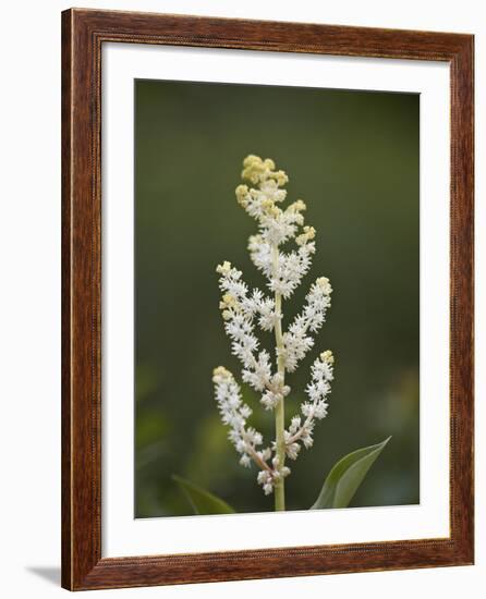 Western False Solomon's Seal (Maianthemum Racemosum), Glacier Nat'l Park, Montana, USA-James Hager-Framed Photographic Print