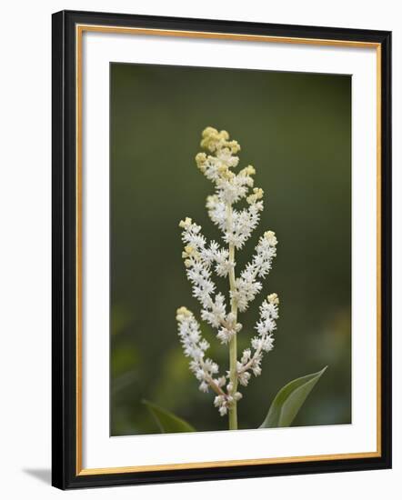 Western False Solomon's Seal (Maianthemum Racemosum), Glacier Nat'l Park, Montana, USA-James Hager-Framed Photographic Print