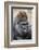 Western Gorilla in a zoo-Adam Jones-Framed Photographic Print