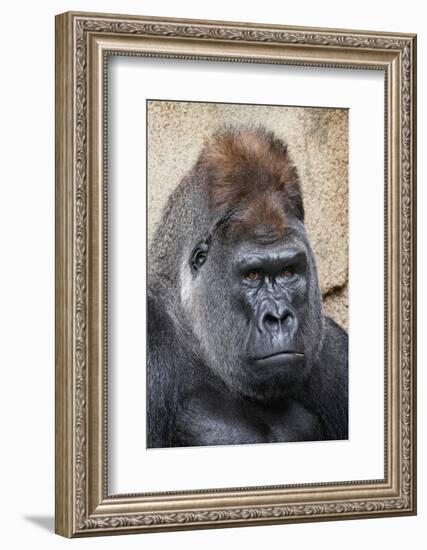 Western Gorilla in a zoo-Adam Jones-Framed Photographic Print