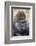 Western Gorilla in a zoo-Adam Jones-Framed Photographic Print