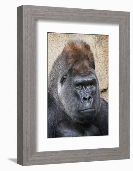 Western Gorilla in a zoo-Adam Jones-Framed Photographic Print