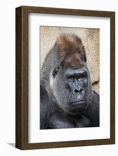 Western Gorilla in a zoo-Adam Jones-Framed Photographic Print
