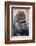 Western Gorilla in a zoo-Adam Jones-Framed Photographic Print