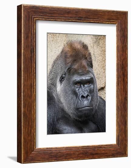 Western Gorilla in a zoo-Adam Jones-Framed Photographic Print