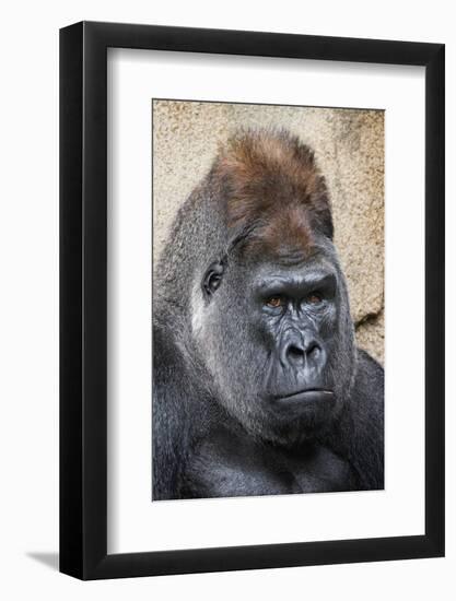 Western Gorilla in a zoo-Adam Jones-Framed Photographic Print