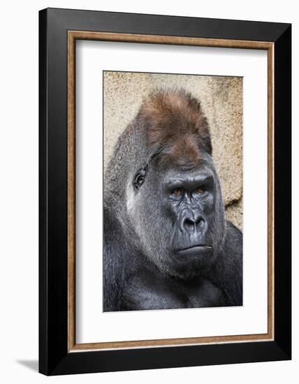 Western Gorilla in a zoo-Adam Jones-Framed Photographic Print