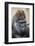 Western Gorilla in a zoo-Adam Jones-Framed Photographic Print