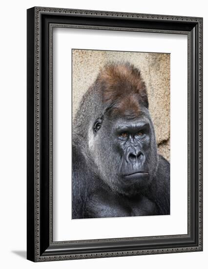 Western Gorilla in a zoo-Adam Jones-Framed Photographic Print