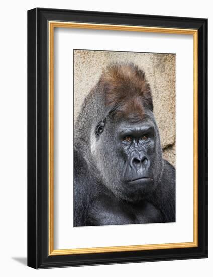 Western Gorilla in a zoo-Adam Jones-Framed Photographic Print