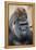 Western Gorilla in a zoo-Adam Jones-Framed Premier Image Canvas