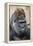 Western Gorilla in a zoo-Adam Jones-Framed Premier Image Canvas