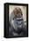 Western Gorilla in a zoo-Adam Jones-Framed Premier Image Canvas