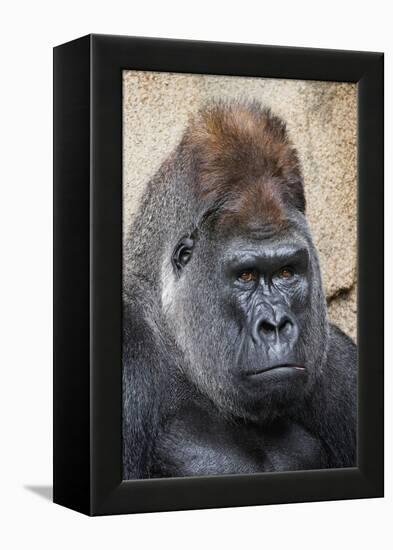 Western Gorilla in a zoo-Adam Jones-Framed Premier Image Canvas