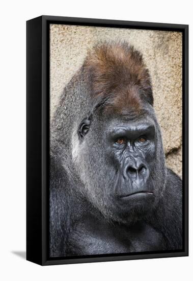 Western Gorilla in a zoo-Adam Jones-Framed Premier Image Canvas