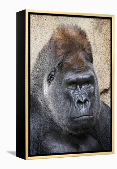 Western Gorilla in a zoo-Adam Jones-Framed Premier Image Canvas