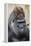 Western Gorilla in a zoo-Adam Jones-Framed Premier Image Canvas