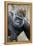 Western Gorilla in a zoo-Adam Jones-Framed Premier Image Canvas